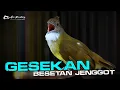 JENGGOT FULL BESET MASTERAN GESEKAN PALING JIOOSSS
