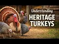 Heritage Turkeys Explained Traditional Breeds Natural Breeding and Real Farm Life