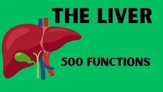 Why Your Liver Is So Important