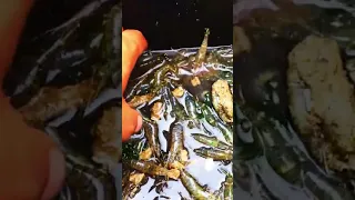 جمع القيمرون بواد العݣيݣ نواحي اخفنير صيد الأسماك رحلات السفر الصيد بالقصبة Fishing Fish اكتشف 