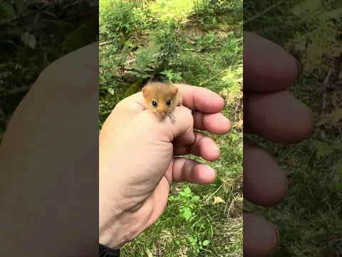 This little animal came to me in the middle of the forest and did climb up on me, any ideas why?