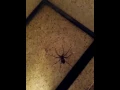 Caught big ass spider