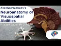 The Neuroanatomy of Visuospatial Abilities