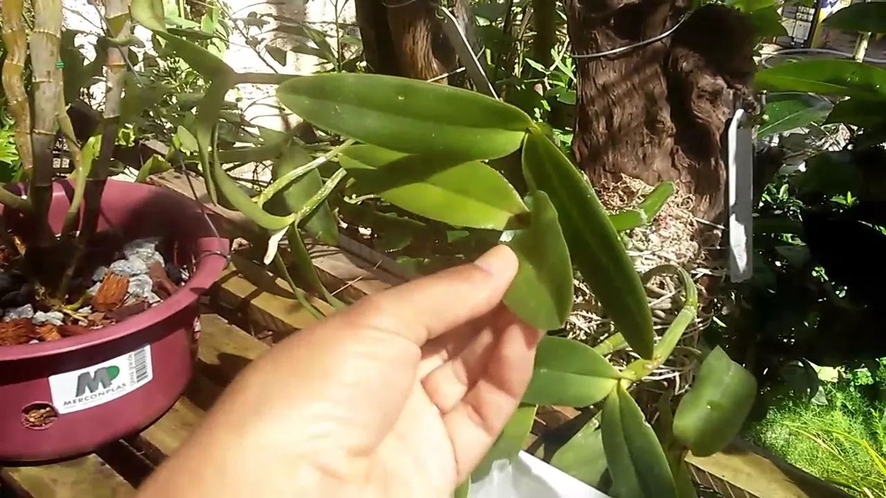ADUBANDO AS NOVAS ORQUÍDEAS