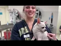 Mutt Cup 2025 - Spay It Forward