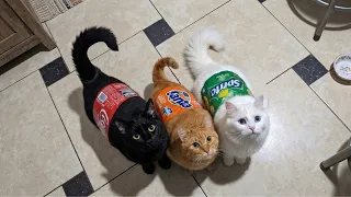 Try Not To Laugh Funniest Cats s 2026