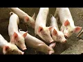 How And When To Wean Your Piglets