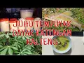 Download Lagu JUHU TEMPUYAK‼️KHAS DAYAK KATINGAN-KALTENG‼️#juhu#tempuyak#dayak#kalteng