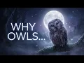Gentle Owl Facts That Will Carry You Into the Deepest Sleep