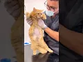Download Lagu Pregnant cat gave birth to four kittens 🐱