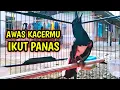 Lagu AWAS KACERMU IKUT PANAS LANGSUNG NYAUT !! PANCINGAN KACER GACOR PASTI NYAUT AMPUH.