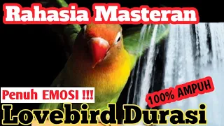 Download Masteran Lovebird Ngetik Panjang • Terapi Gemercik Air Mengalir MP3