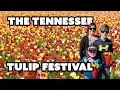 THE TENNESSEE TULIP FESTIVAL Lucky Ladd s Farm in Eagleville Tennessee