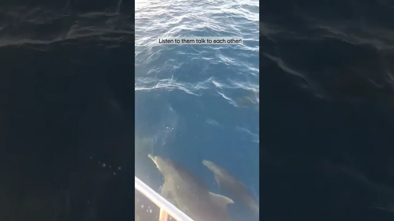 Dolphin talk!