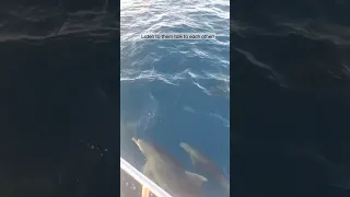 Dolphin talk!