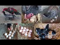 Download Lagu A hen and a chick || Put eleven eggs under the hen