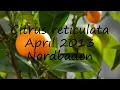 How to pronounce Citrus reticulata April 2013 Nordbaden in Dutch