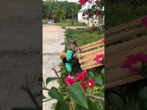 Baby Monkey helps Dad fix the carriage  #cuteanimal #monkeydluffy #cutemonkey #monkey