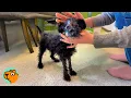 Download Lagu Tiny Dog That Was Skin And Bones Doubles Her Weight After Being Rescued | Cuddle Buddies