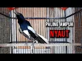 Download Lagu kacer gacor NGEPLONG tarung ini paling ampuh buat PANCINGAN KACER agar EMOSI NYAUT