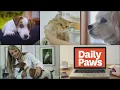 Daily Paws a new pet centered brand by Meredith Corporation