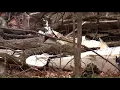 Lorain County couple identified as victims of Coshocton County plane crash