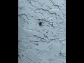 Biggest spider in Minnesota sprayed with wasp killer Listen at the end