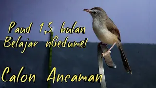 anakan ciblek sawah belajar ngeriwik kasar dan nata lagu