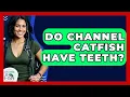 Do Channel Catfish Have Teeth - Chasing Big Fish