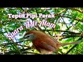 Suara Burung Tepus Pipi Perak Asli Alam Liar