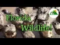 Everglades National Park Ecosystem Overview Top of the Food Chain