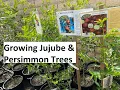 Download Lagu Growing Jujube and Persimmon Trees