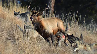 This is how Wolves hunt in SUMMER! The most desperate and unusual tactics!