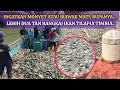 Download Lagu WANITA TERKEJUT RIBUAN IKAN MATl DI SUNGAI MELAKA KETIKA BERJOGING