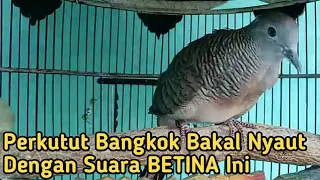 perkutut betina memanggil jantan suara bagus buat pancingan perkutut bangkok jantan