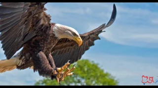 صوت النسر دندنها