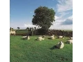 Download Lagu THE KLF  -  Chill Out  ( Full Album )