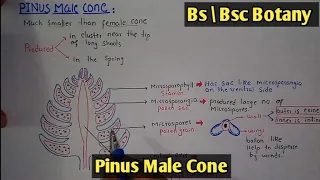 Male cone of pinus Pinus male cone Development of pinus male cone Class Bs Bsc