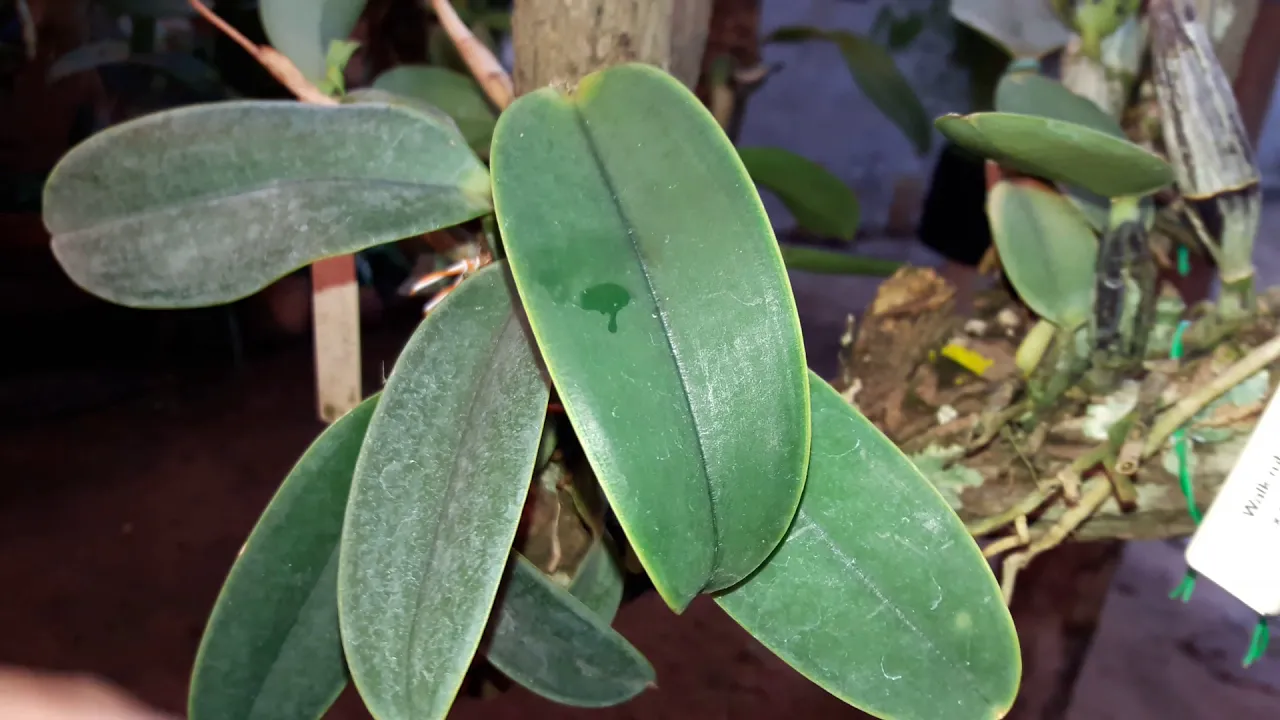 FALANDO SOBRE PREÇO DE ORQUIDEAS...QUANDO VALE A PENA COMPRAR...CATTLEYA LUDMANIANA TIPO CLARA