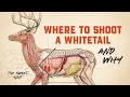 Whitetail Deer Anatomy Shot Placement