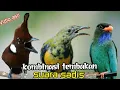 Download Lagu MASTERAN KOMBINASI TEMBAKAN DAN GESEKAN SUARA SADIS  20 cililin vs cangkok vs tengkek buto