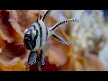 Zikir Tasbih Fatimah | Underwater