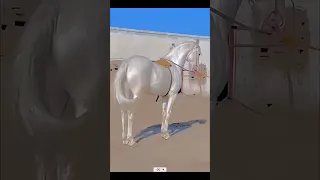 اغلى حصان نادر في العالم Funny ضحك غموض اكسبلور 