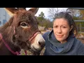 Please Don t Get a Donkey
