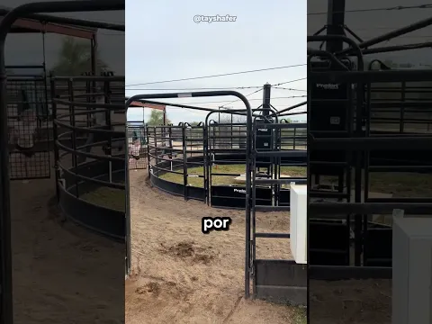 ¿Qué hace ese perro ahí 😳