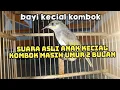 Lagu suara anakan kecial kombok masih umur 2 bulan