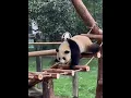 Lagu Een pandabeertje valt eerst van de brug, en dan nog een keer – zijn vriendje kijkt verbaasd. #panda #grappig