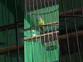 Download Lagu Burung Sikatan Kepala Abu-abu Gacor Masteran Handal untuk Murai Batu