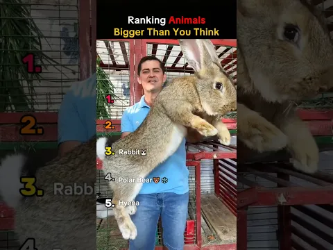 Ranking Animals Bigger Than You Think 🤯🐻