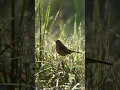 Download Lagu Chirping Cisticola Bird Sound – Listen to the Rare Cisticola pipiens Call! #birdsound #wildlife